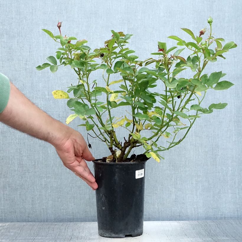 Ejemplar de Rosal Schöne Koblenzerin Maceta 2L/3L entregado en verano