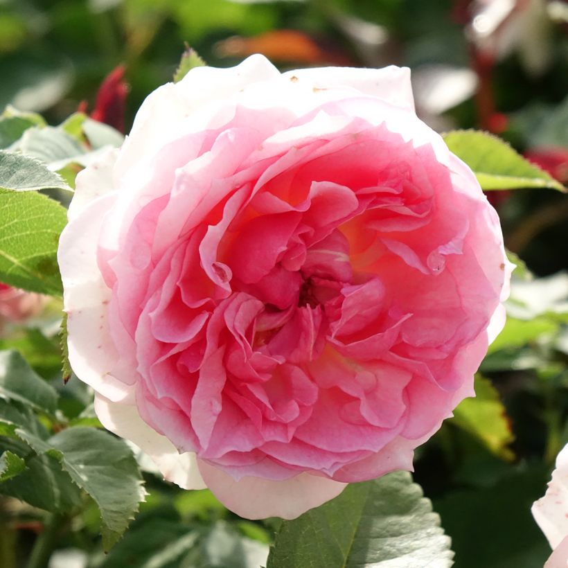 Rosal Sophia Romantica (Floración)