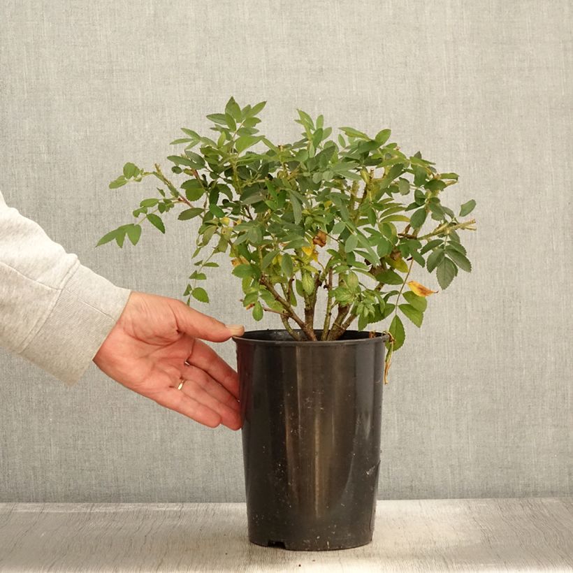 Ejemplar de Rosal rugosa Strandperle Maceta 4L/5L entregado en otoño