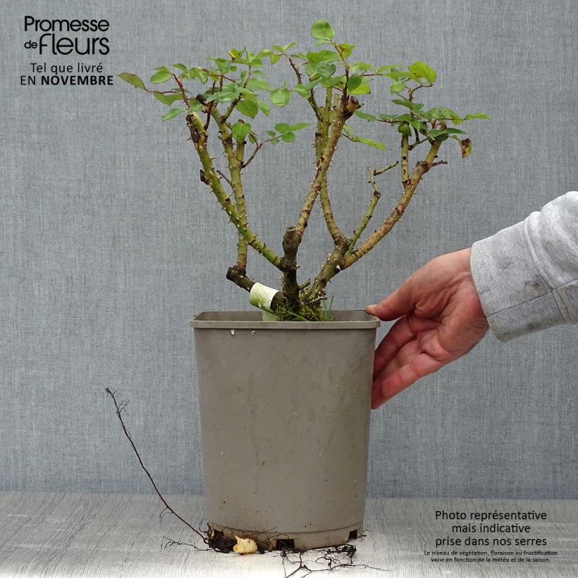 Ejemplar de Rosal Sylvie Vartan Maceta 4L/5L entregado en otoño