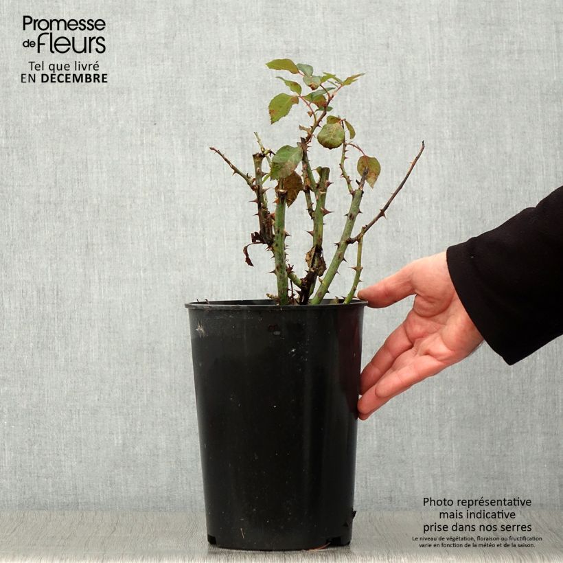 Ejemplar de Rosal Tobago Maceta 4L/5L entregado en otoño