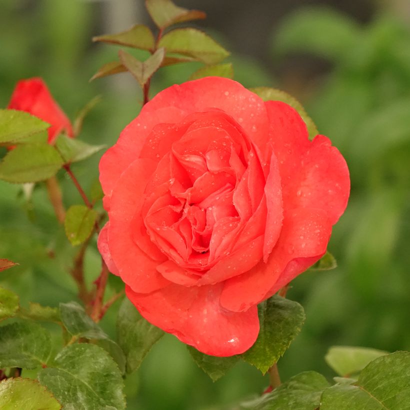 Rosal Agatha (Floración)