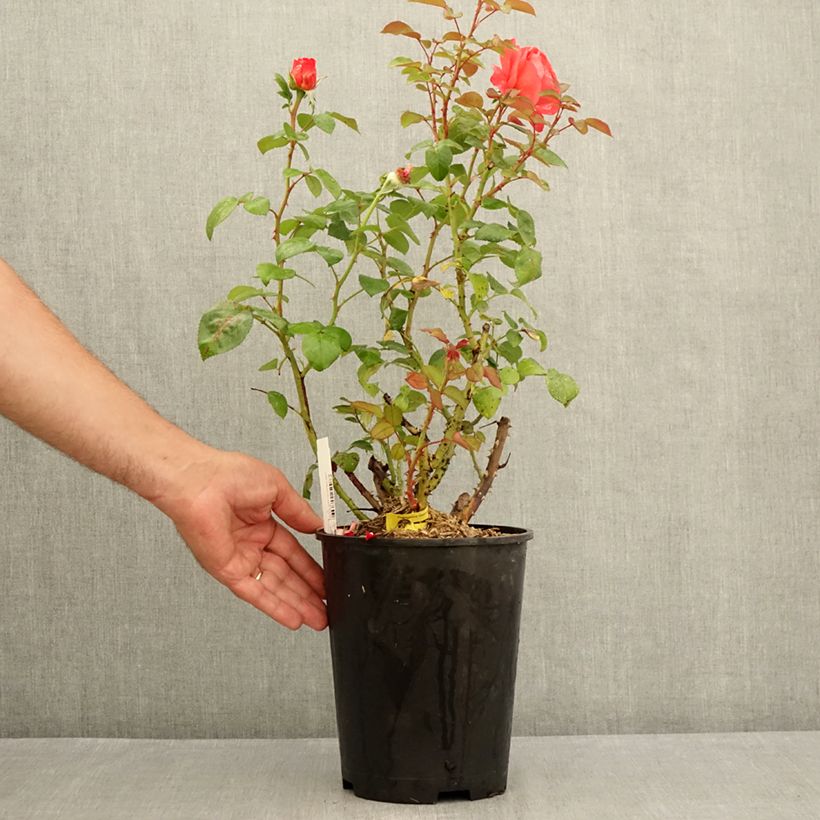 Ejemplar de Rosal Agatha Maceta 4L/5L entregado en verano