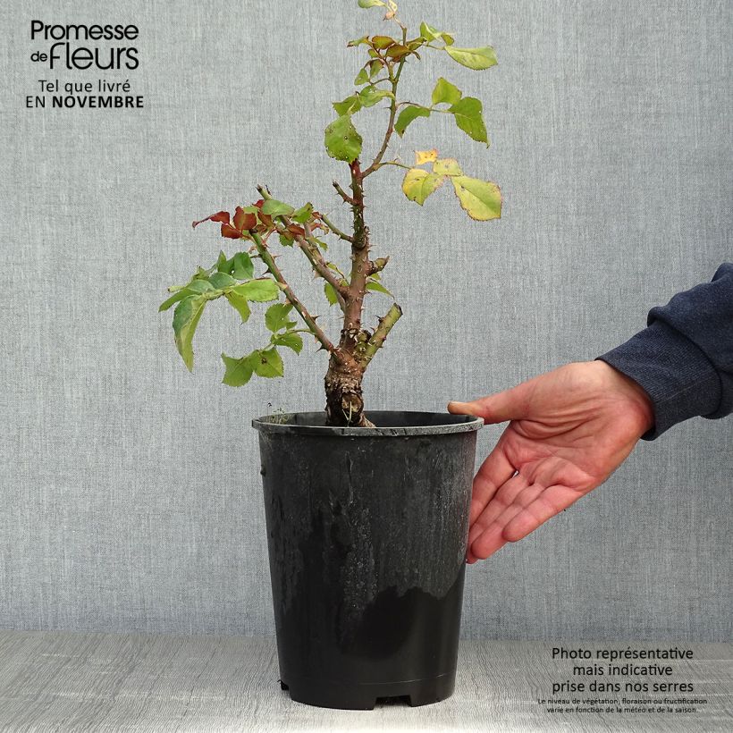 Ejemplar de Rosal Agnès B Maceta 4L/5L entregado en otoño