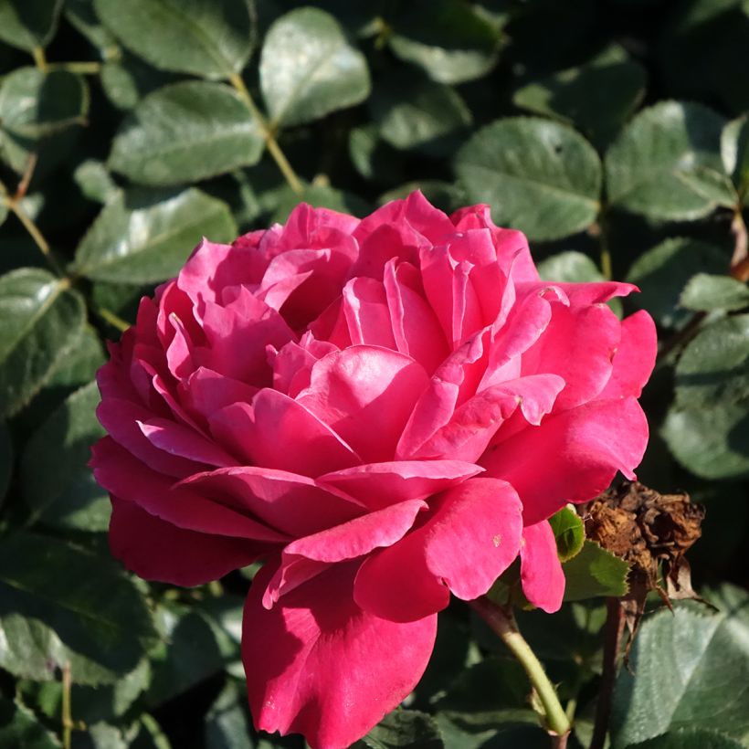 Rosal Alexandre Astier (Floración)