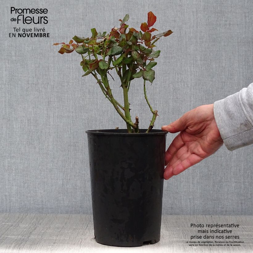 Ejemplar de Rosal André Willemse Maceta 4L/5L entregado en otoño