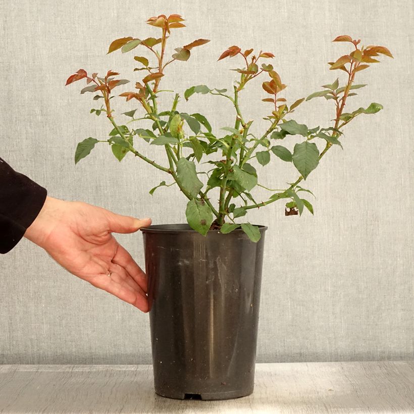 Ejemplar de Rosal Annapurna - Rosal blanco Maceta 4L/5L entregado en otoño