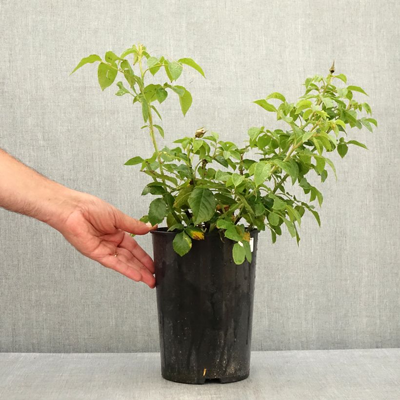 Ejemplar de Rosal Annapurna - Rosal blanco Maceta 4L/5L entregado en verano