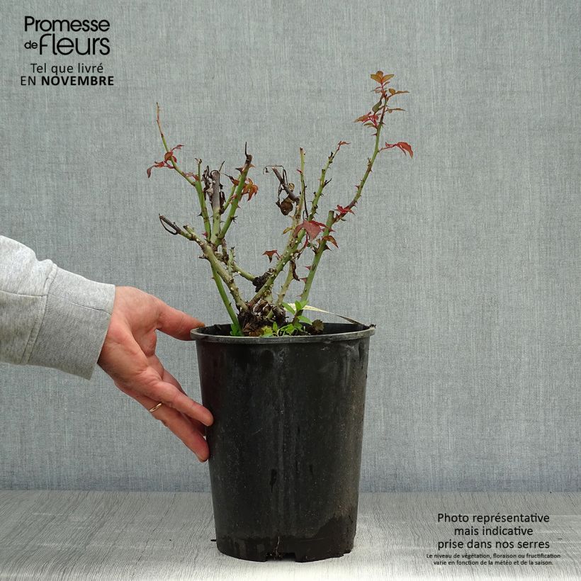 Ejemplar de Rosal Belle du Seigneur Maceta 4L/5L entregado en otoño