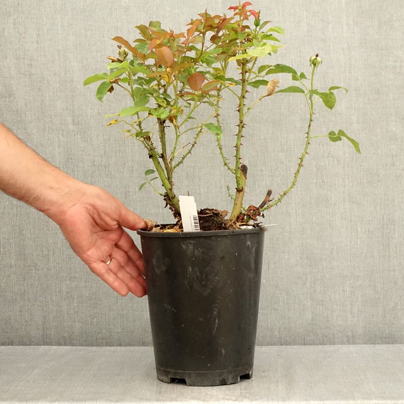 Ejemplar de Rosal Belle du Seigneur Maceta 4L/5L entregado en verano