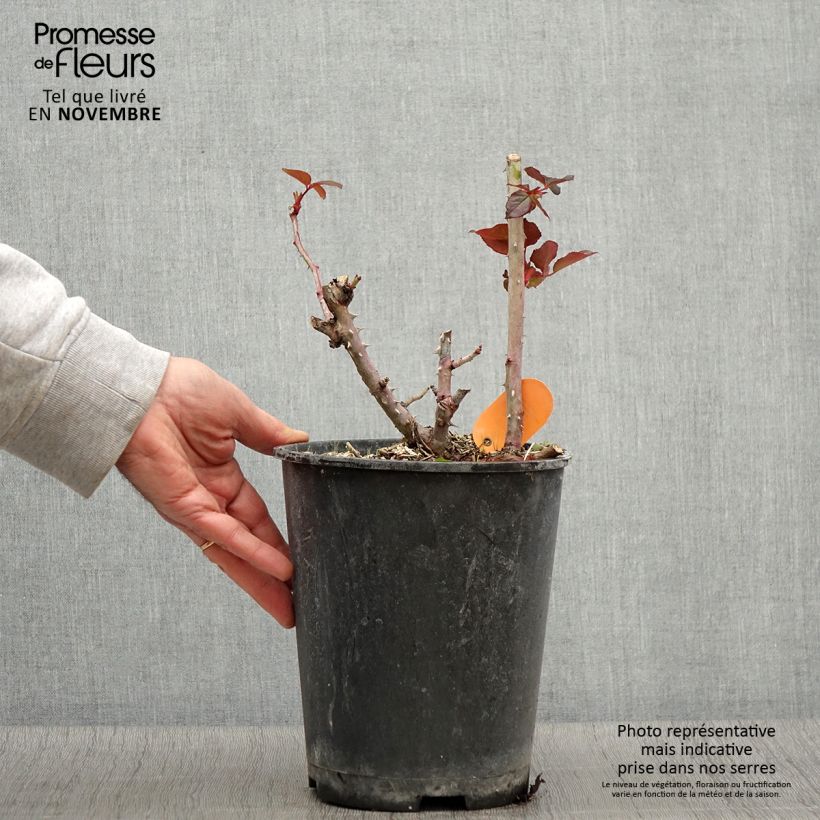 Ejemplar de Rosal Belles Rives Maceta 4L/5L entregado en otoño