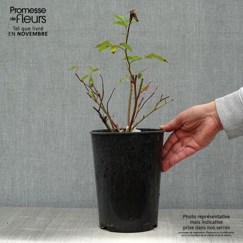 Ejemplar de Rosal Bernadette Lafont Maceta 4L/5L entregado en otoño