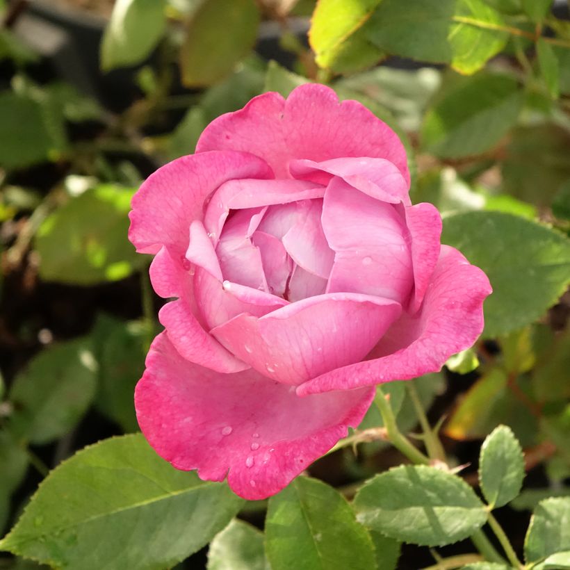 Rosal Blue River (Floración)