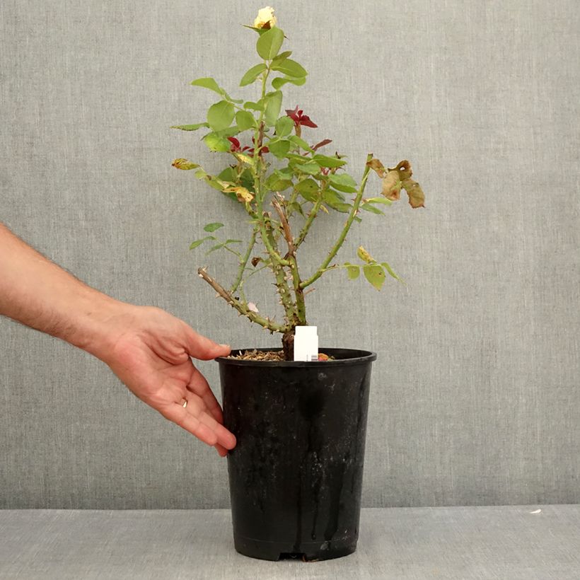 Ejemplar de Rosal Boréale Maceta 4L/5L entregado en verano