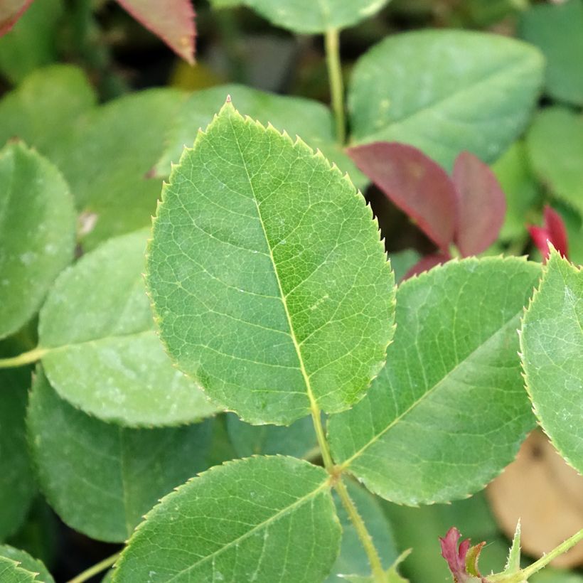 Rosal Boréale (Follaje)