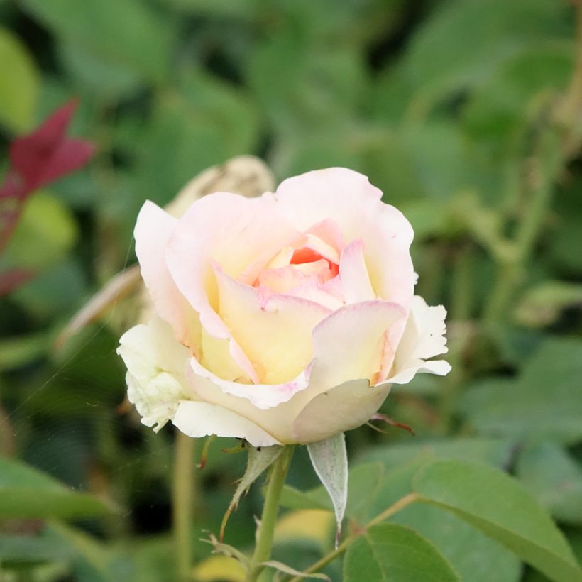 Rosal Boréale (Floración)
