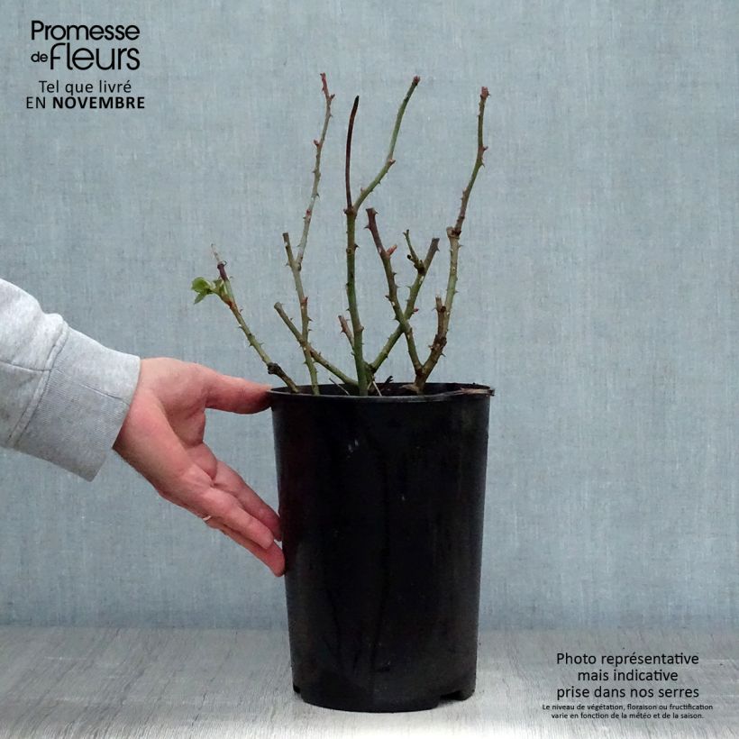 Ejemplar de Rosal Borneo Odore Maceta 4L/5L entregado en otoño