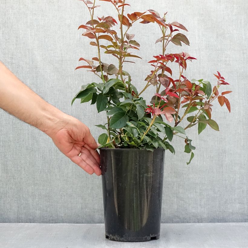 Ejemplar de Rosal Borneo Odore Maceta 4L/5L entregado en verano