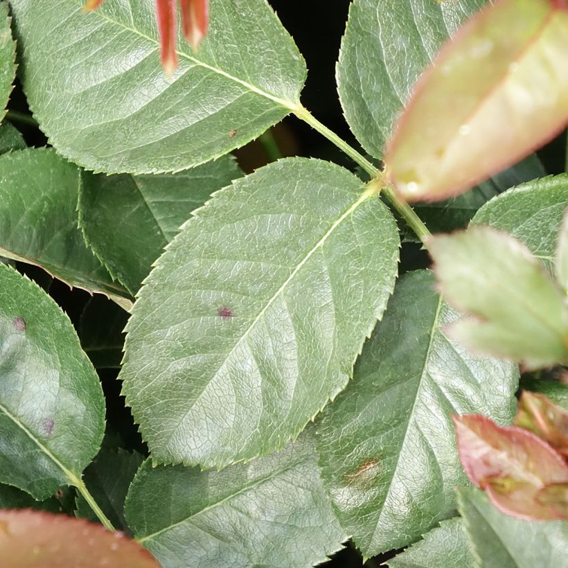 Rosal Borneo Odore (Follaje)