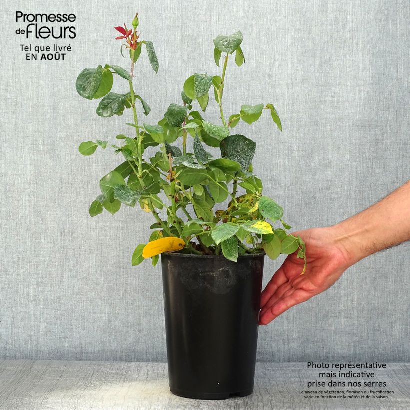 Ejemplar de Rosal Candlelight Maceta 4L/5L entregado en verano