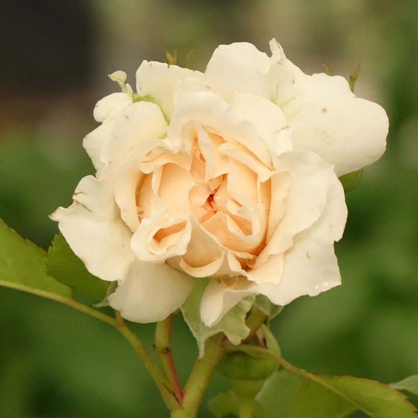 Rosal Catherine Frot (Floración)