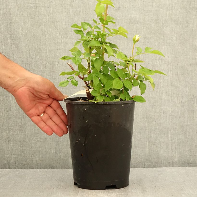 Ejemplar de Rosal Catherine Frot Maceta 4L/5L entregado en verano