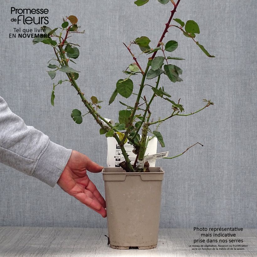 Ejemplar de Rosal Chartreuse de Parme Maceta 3L/4L entregado en otoño