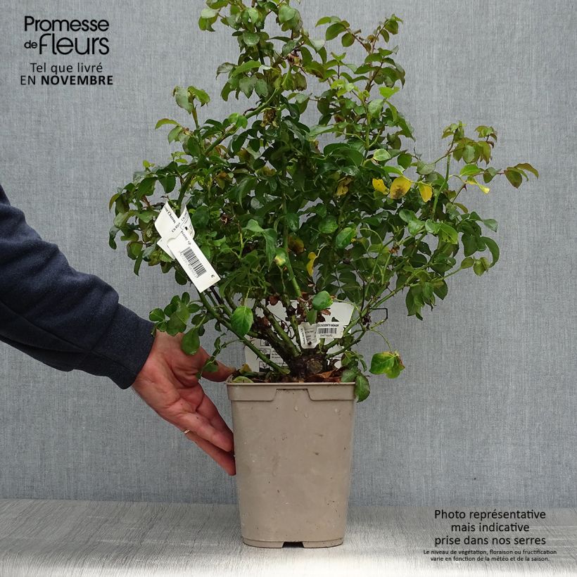 Ejemplar de Rosal Château de Cheverny Maceta 3L/4L entregado en otoño