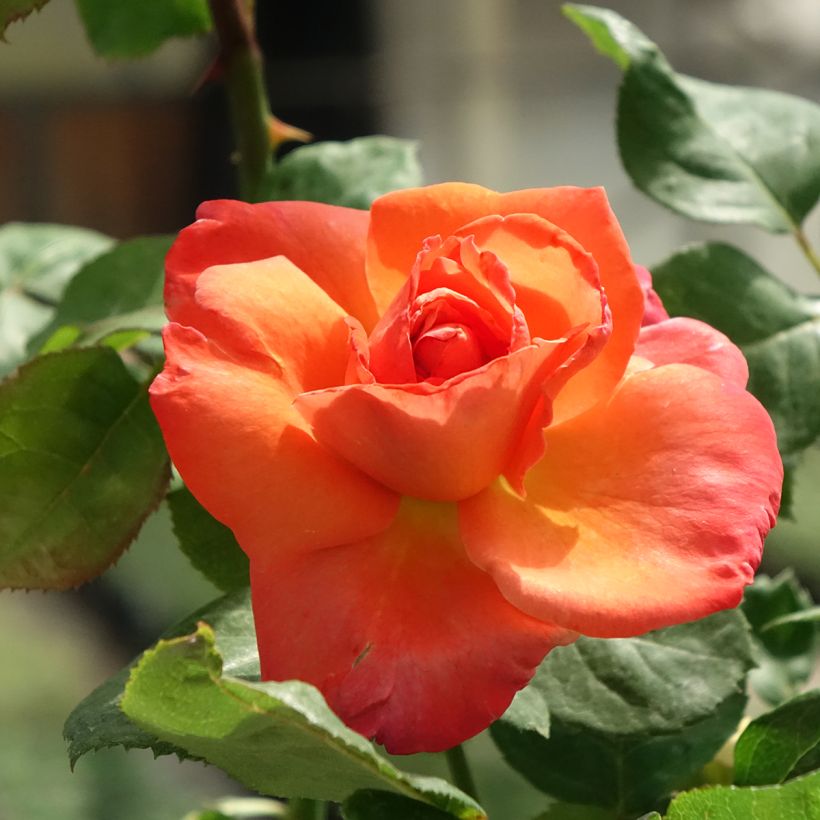 Rosal Christophe Colomb (Floración)