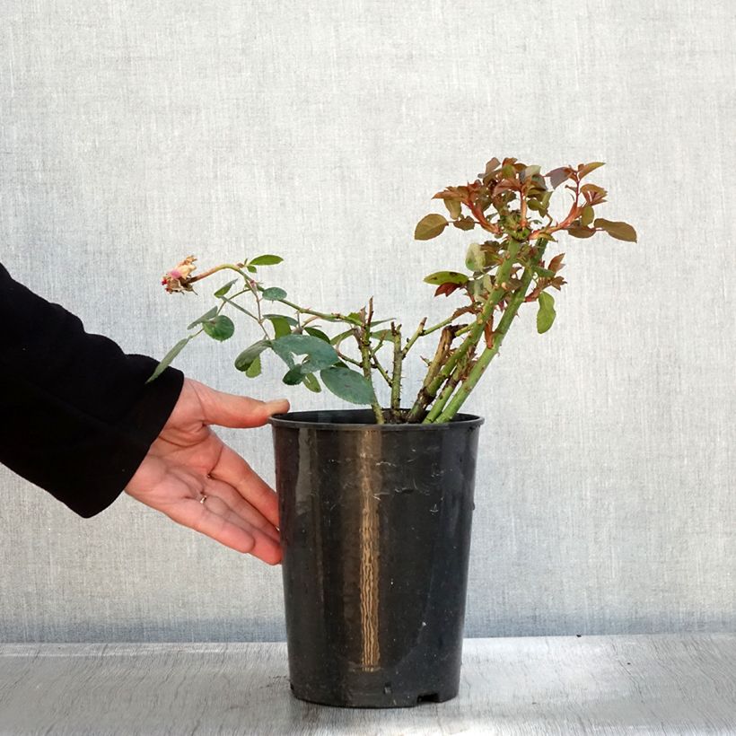 Ejemplar de Rosal Claire Marshall Maceta 2L/3L entregado en otoño