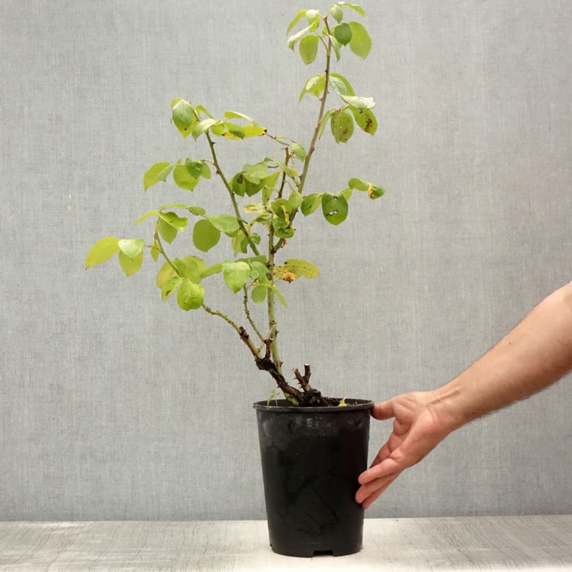 Ejemplar de Rosal Eleganza (Courage) Maceta 4L/5L entregado en verano