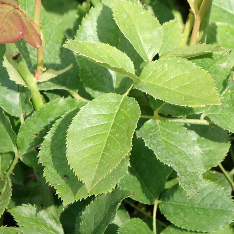 Rosal Crémet d'Anjou (Follaje)