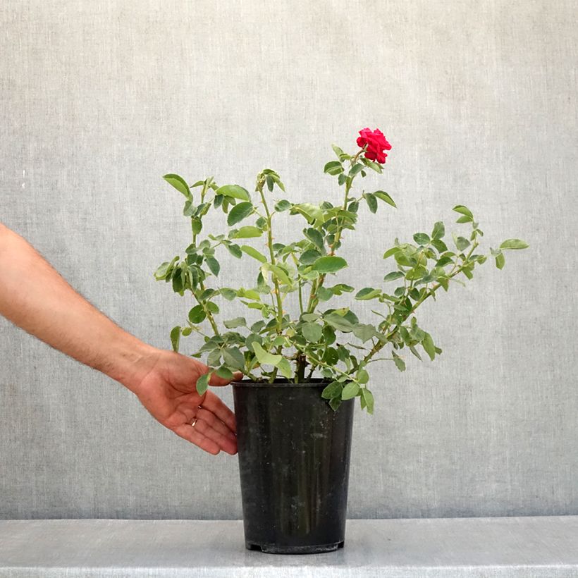 Ejemplar de Rosal Dame de Coeur Maceta 4L/5L entregado en verano