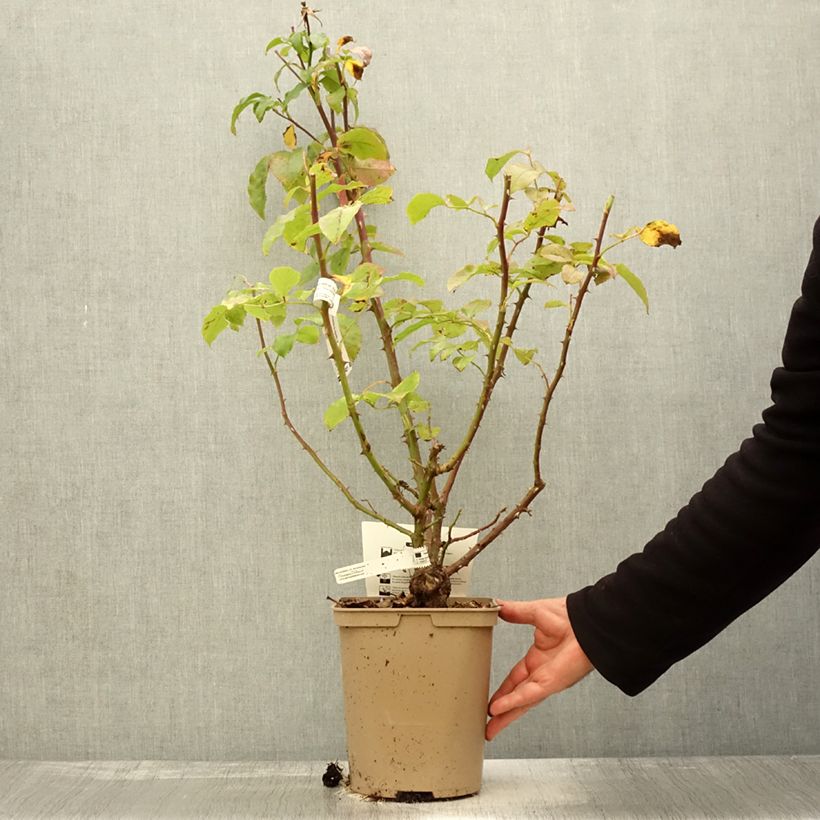 Ejemplar de Rosal Domaine de Chantilly Maceta 3L/4L entregado en otoño