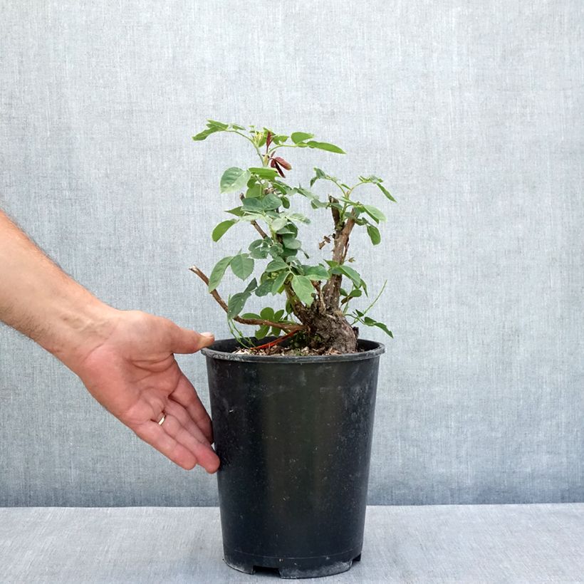 Ejemplar de Rosier à grandes fleurs Donatella Maceta 4L/5L entregado en verano