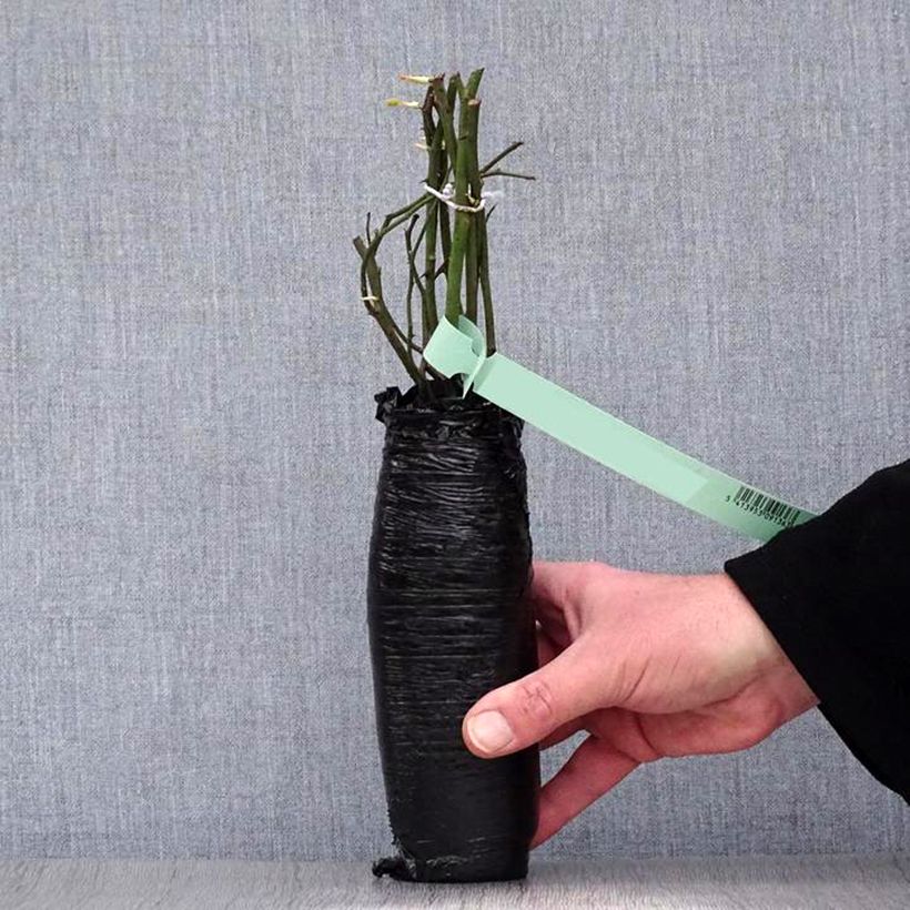 Rosal Elégance Française Meithatie Raíz desnuda Ejemplar entregado en invierno