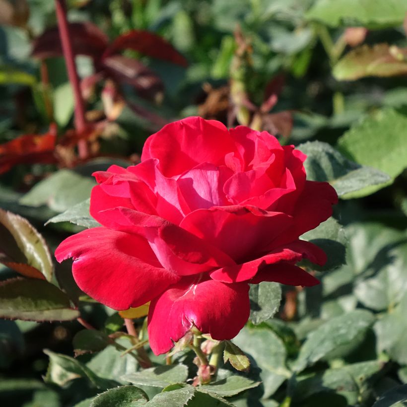 Rosal Elégance Française (Floración)