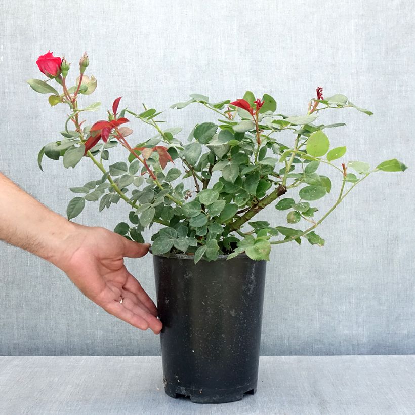 Ejemplar de Rosal Elégance Française Maceta 4L/5L entregado en verano