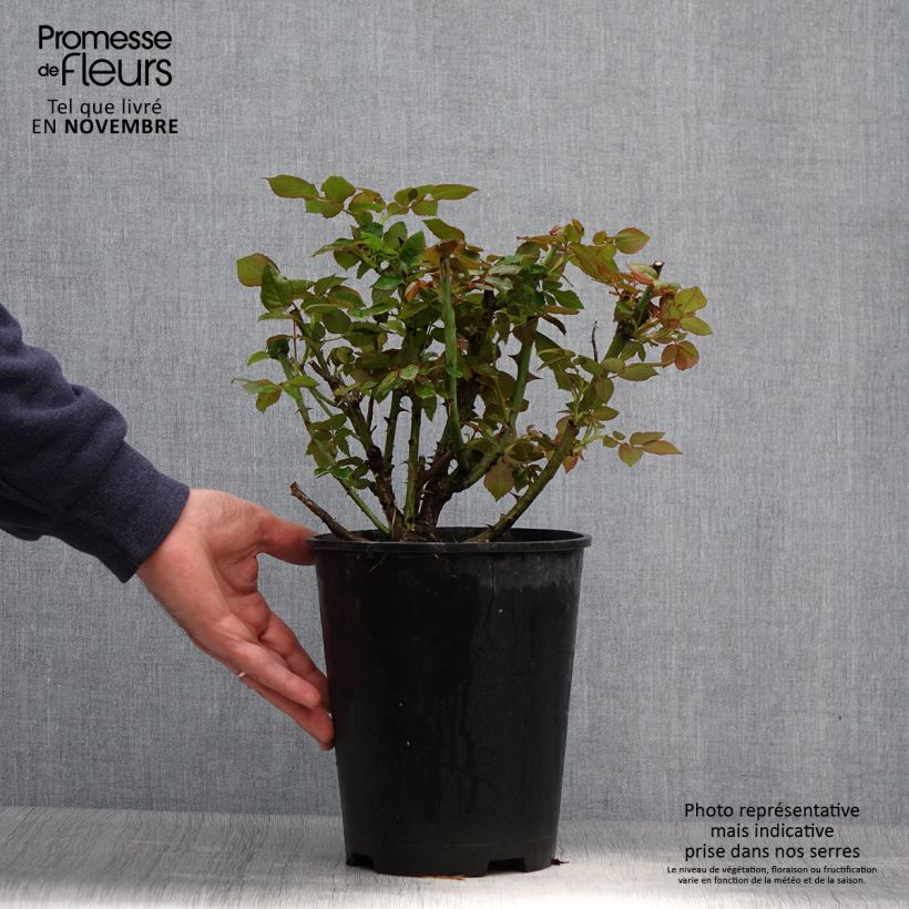 Ejemplar de Rosal Eriko Takeda Maceta 4L/5L entregado en otoño