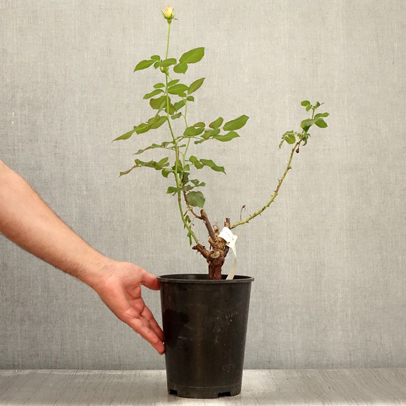 Ejemplar de Rosal Eriko Takeda Maceta 4L/5LAltura de entrega aprox. 50/60cm entregado en verano