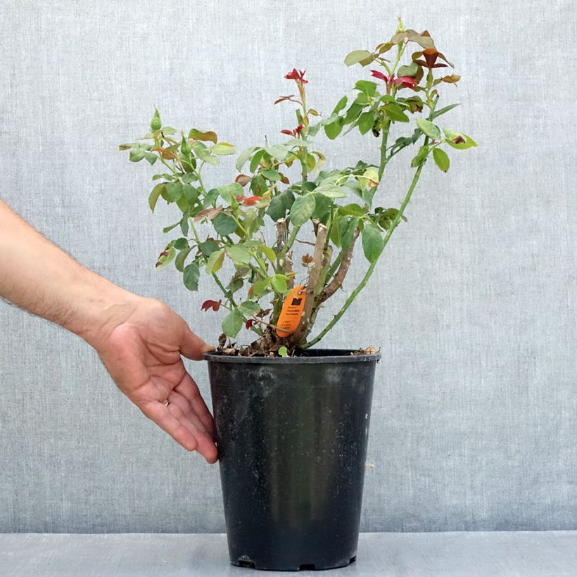 Ejemplar de Rosal Eureka Maceta 4L/5L entregado en verano
