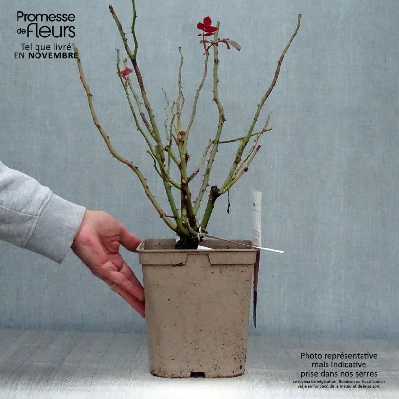 Ejemplar de Rosal Fragonard Maceta 3L/4L entregado en otoño