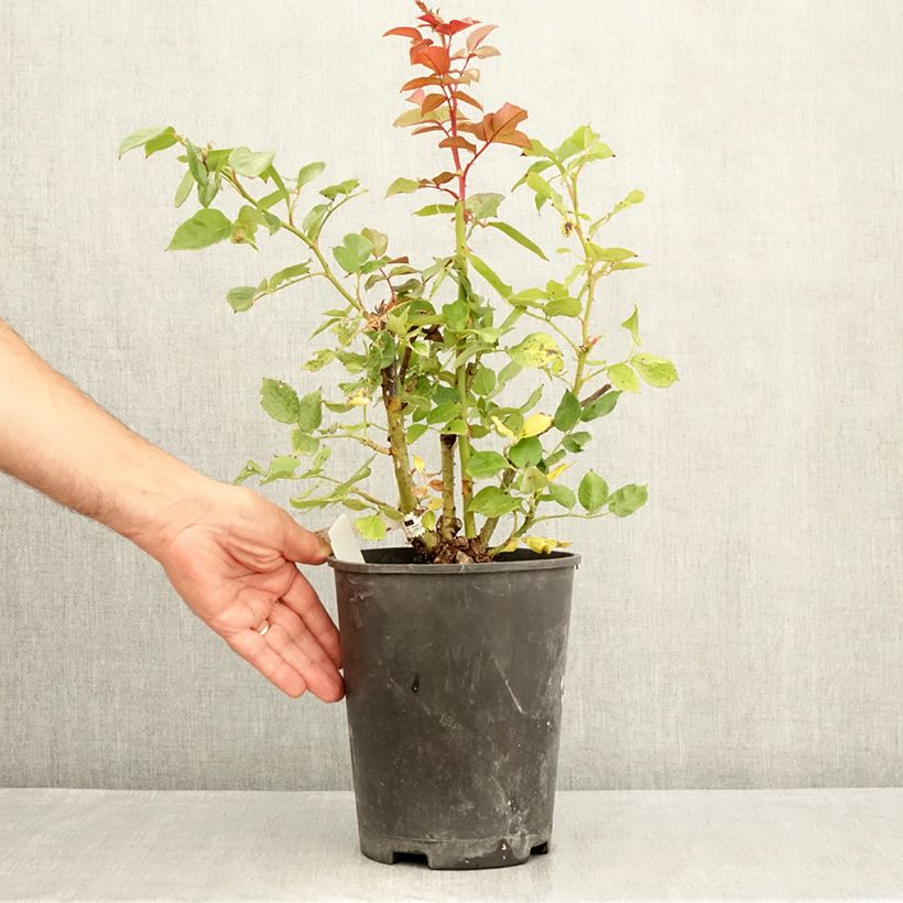Ejemplar de Rosal Fragonard Maceta 3L/4L entregado en verano