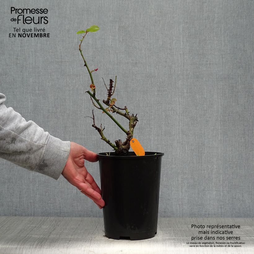 Ejemplar de Rosal Frédéric Mistral Maceta 4L/5L entregado en otoño