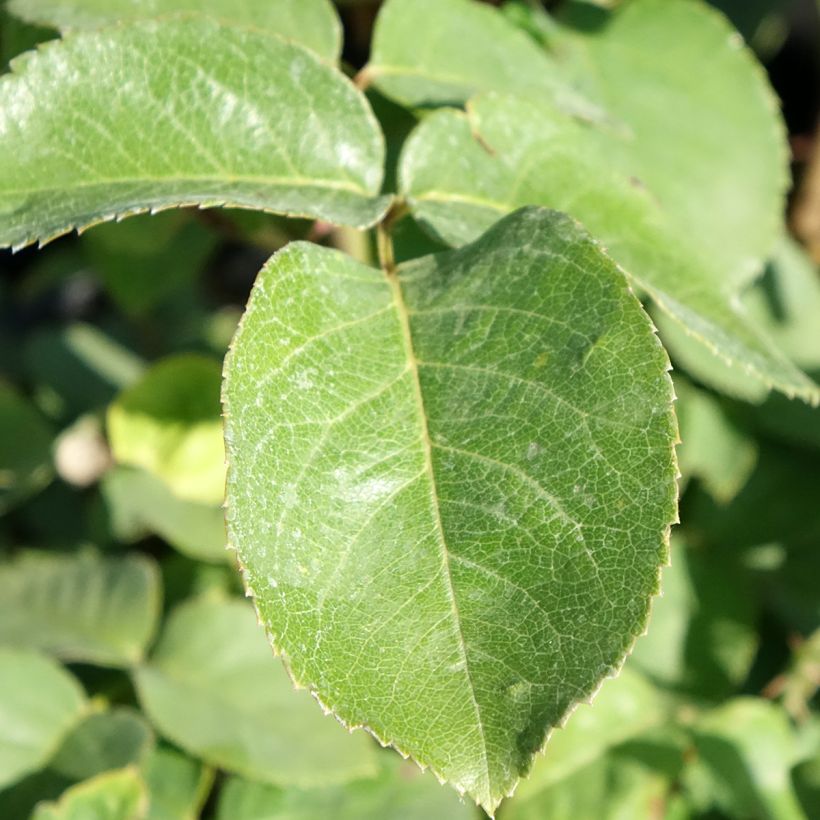 Rosal Golden Perfumella (Follaje)