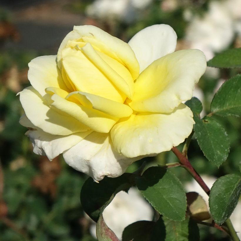 Rosal Golden Perfumella (Floración)