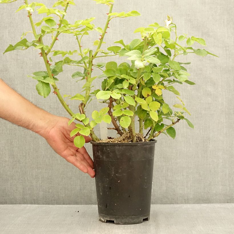 Ejemplar de Rosal Goldfinger Maceta 4L/5L entregado en verano