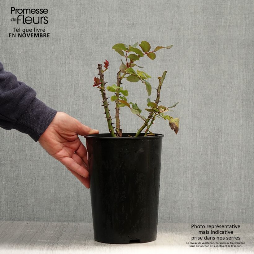 Ejemplar de Rosal Grande Amore Maceta 4L/5L entregado en otoño