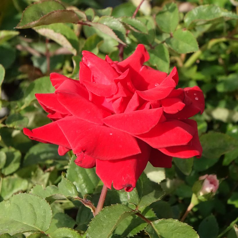 Rosal Grande Amore (Floración)