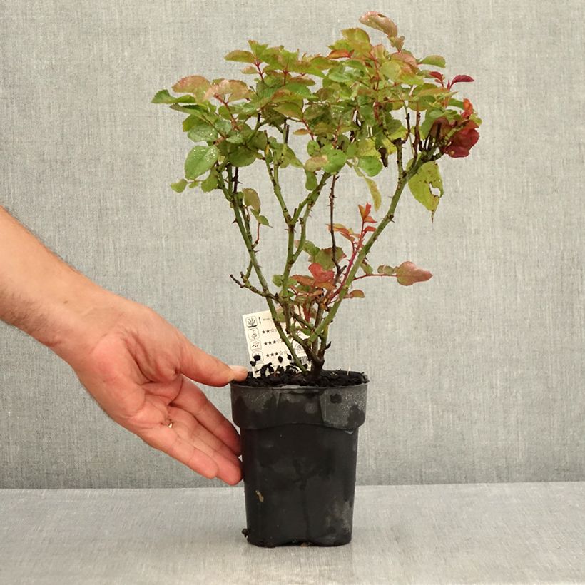 Ejemplar de Rosal Grande Amore Maceta de 10 cm/11 cm entregado en verano